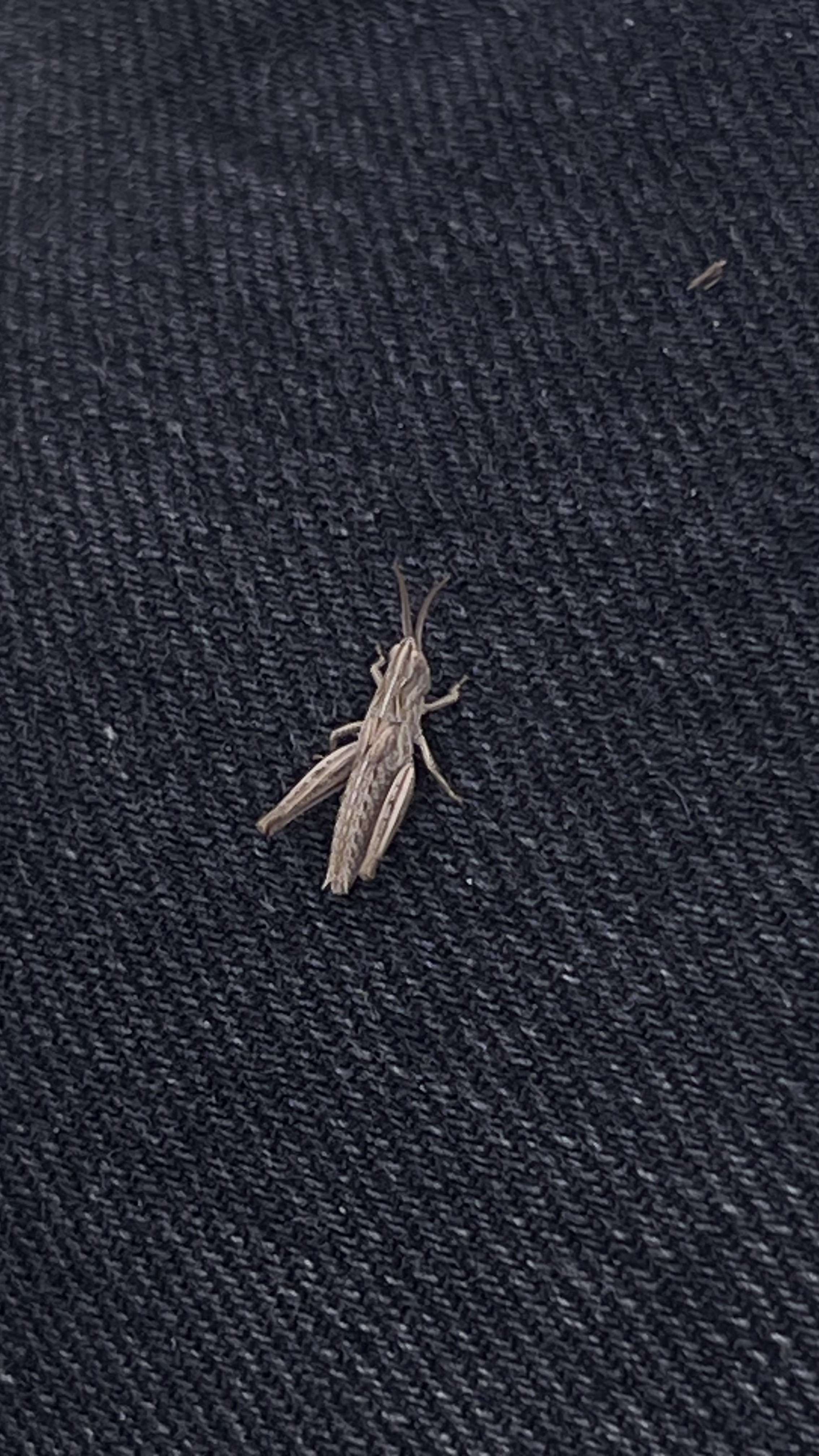 Simon the grasshopper