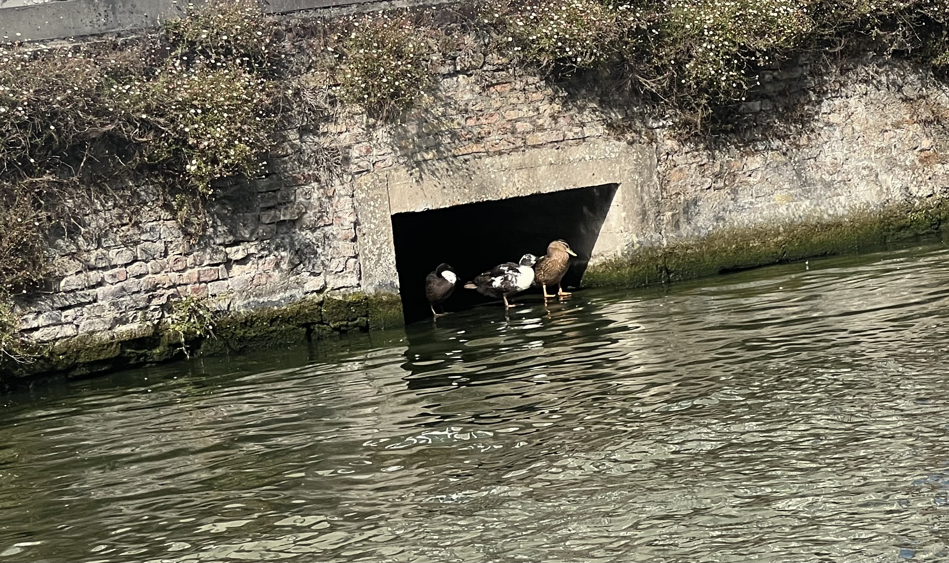 Ducks