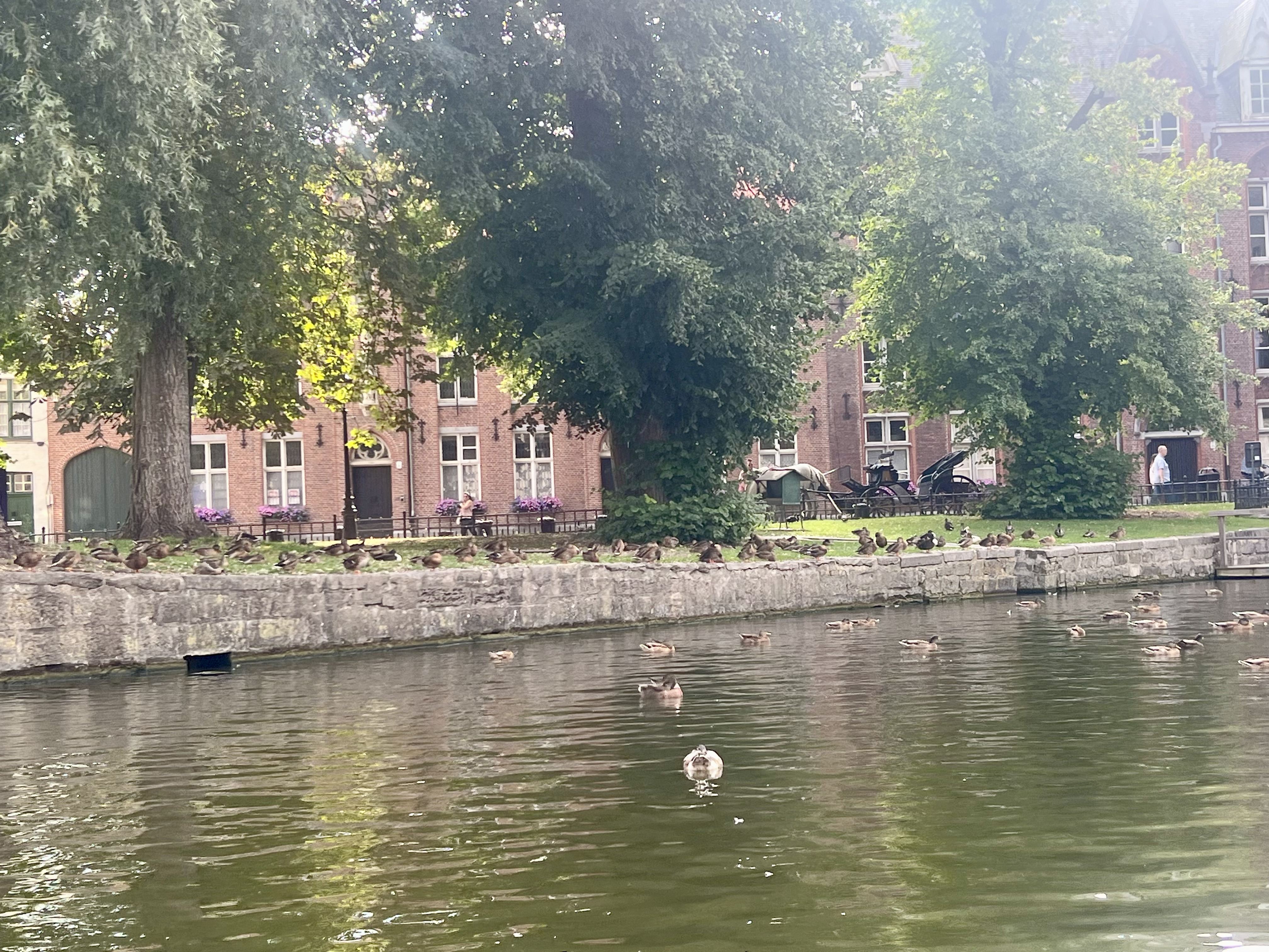 Ducks vibing by the river