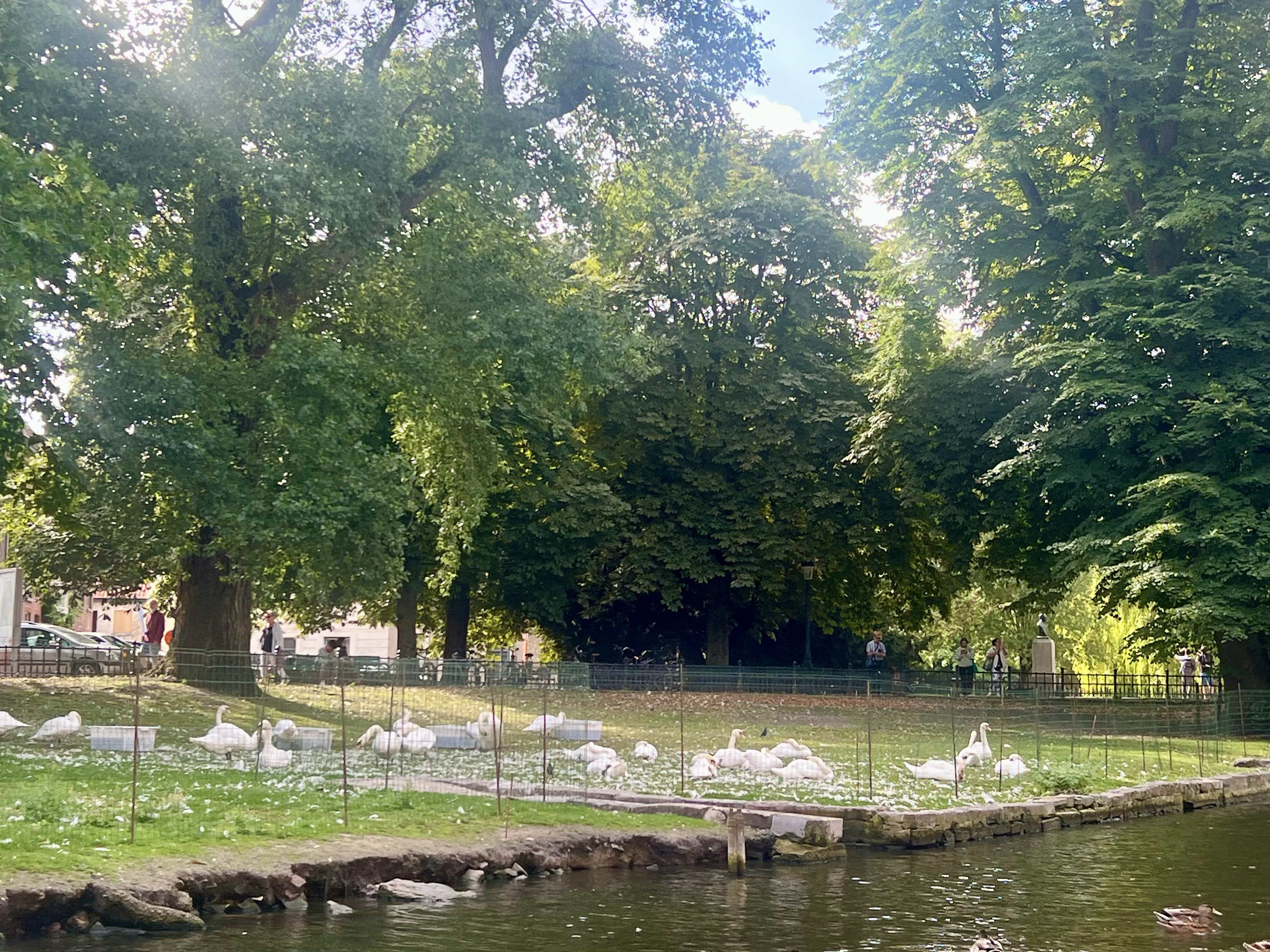 Swans kept by the canal