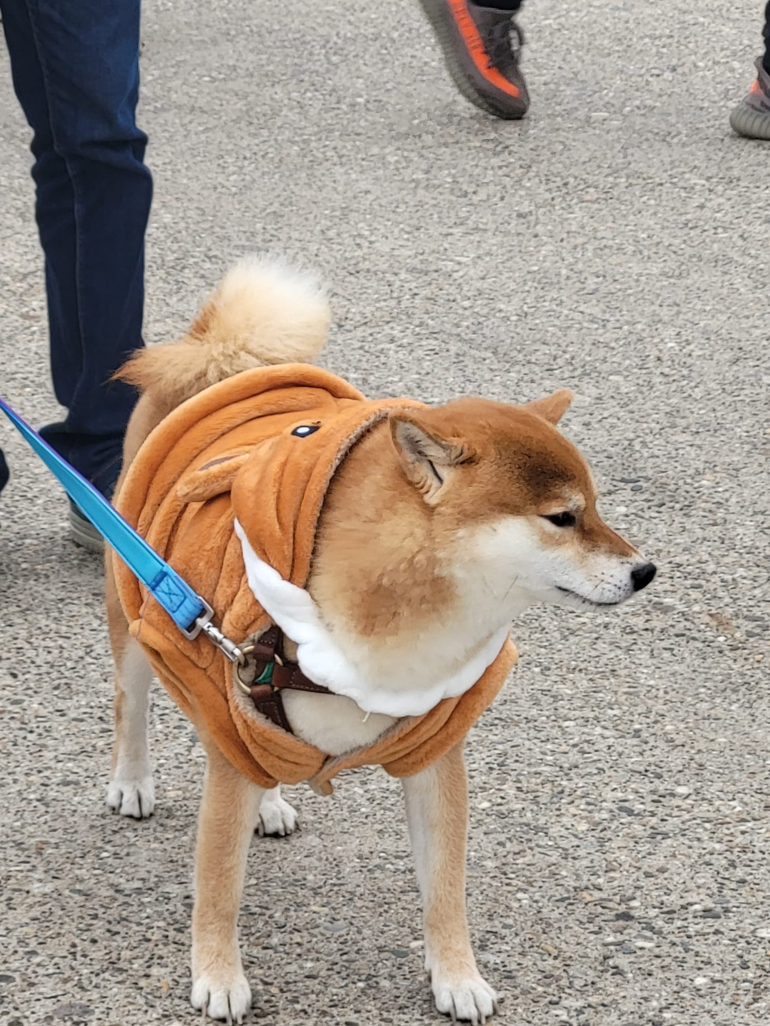 Eevee dog