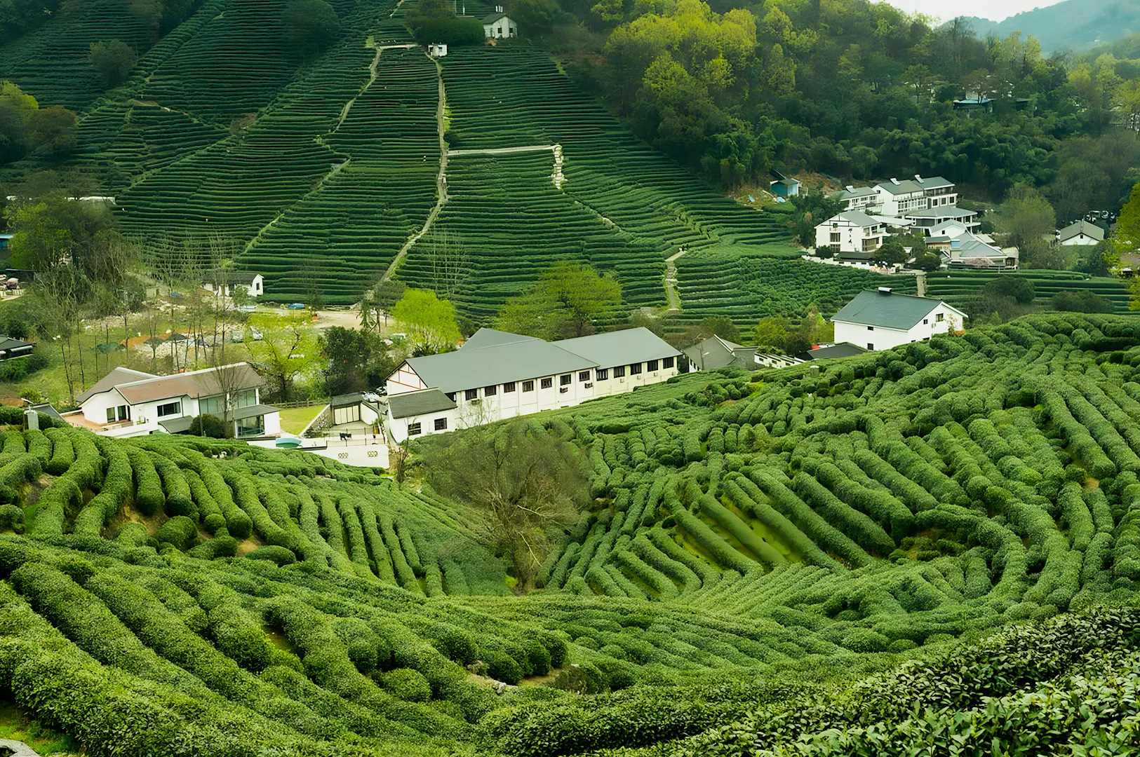 Dragon Well Village
