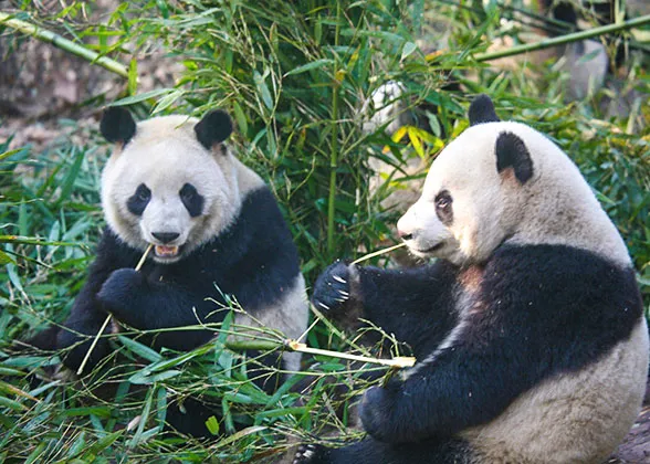 Shanghai Zoo Panda
