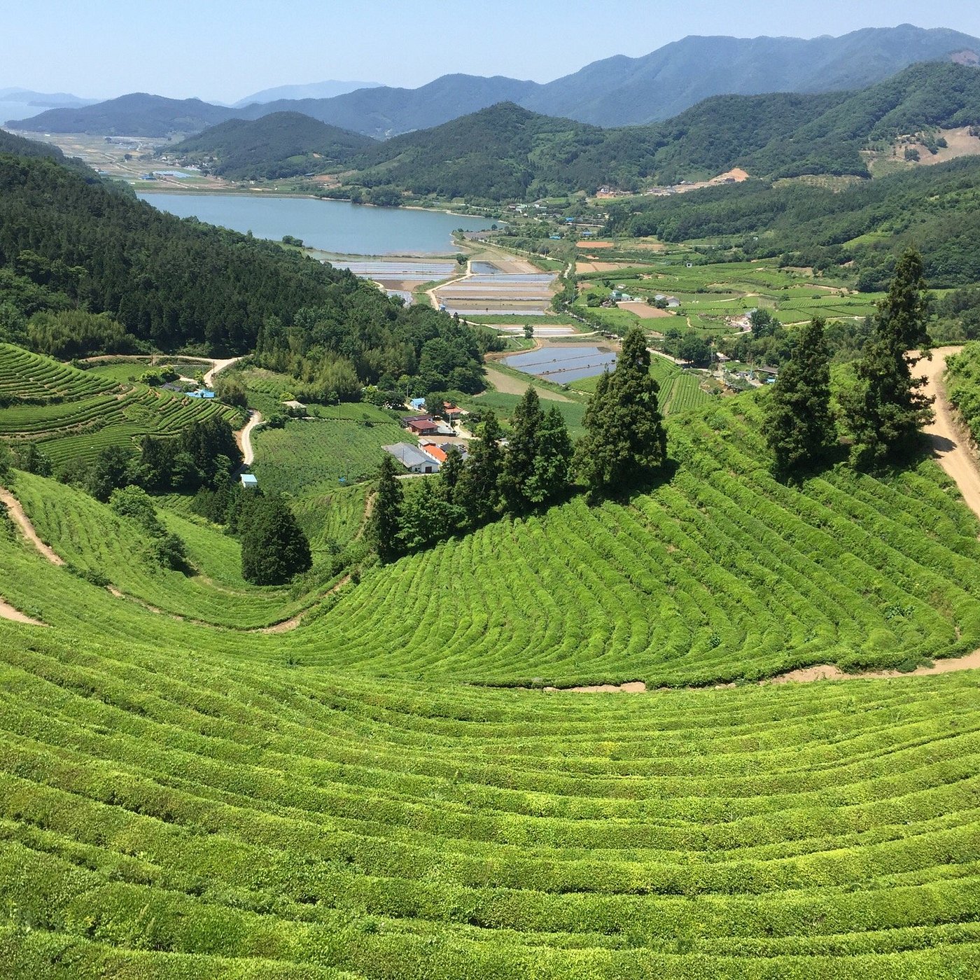 Boseong