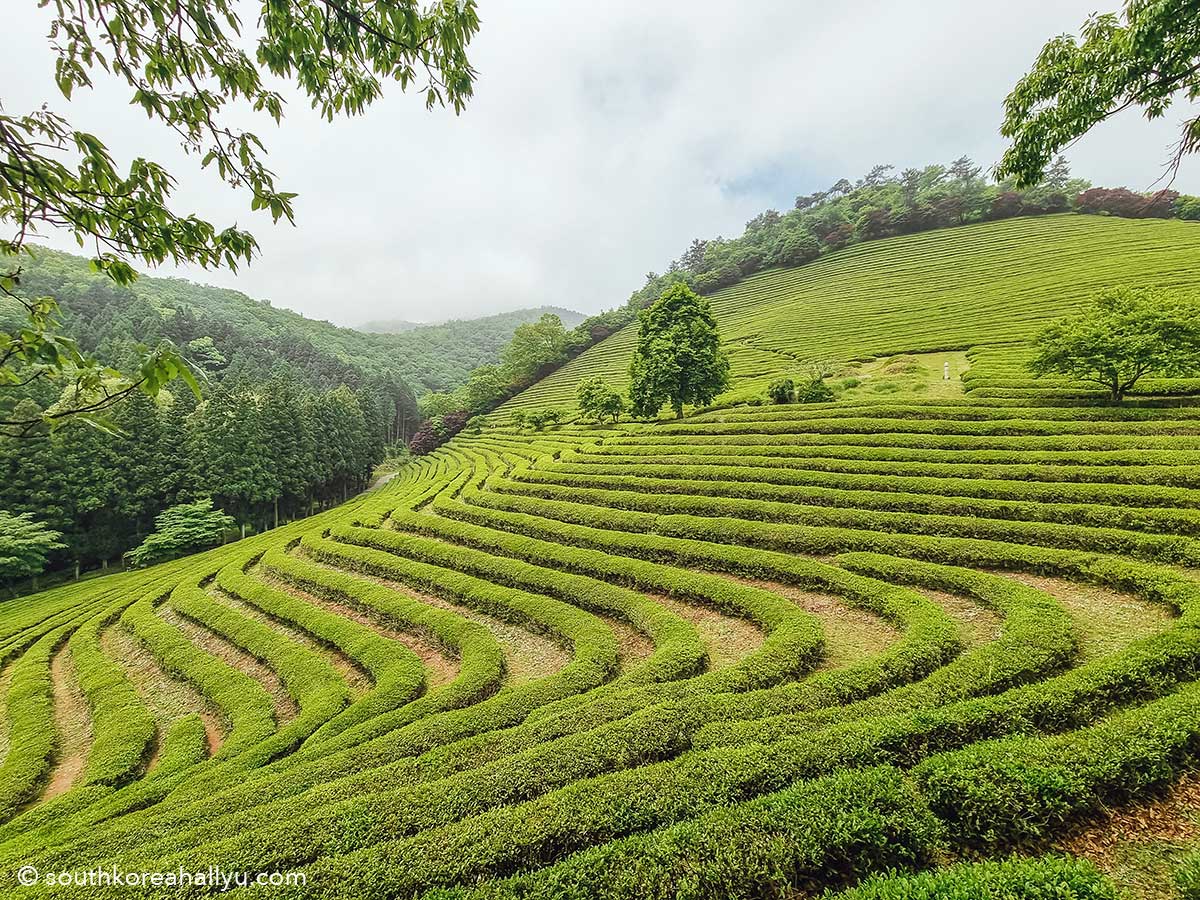 Boseong Tea Fields