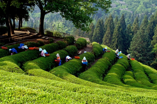 Boseong Tea Fields
