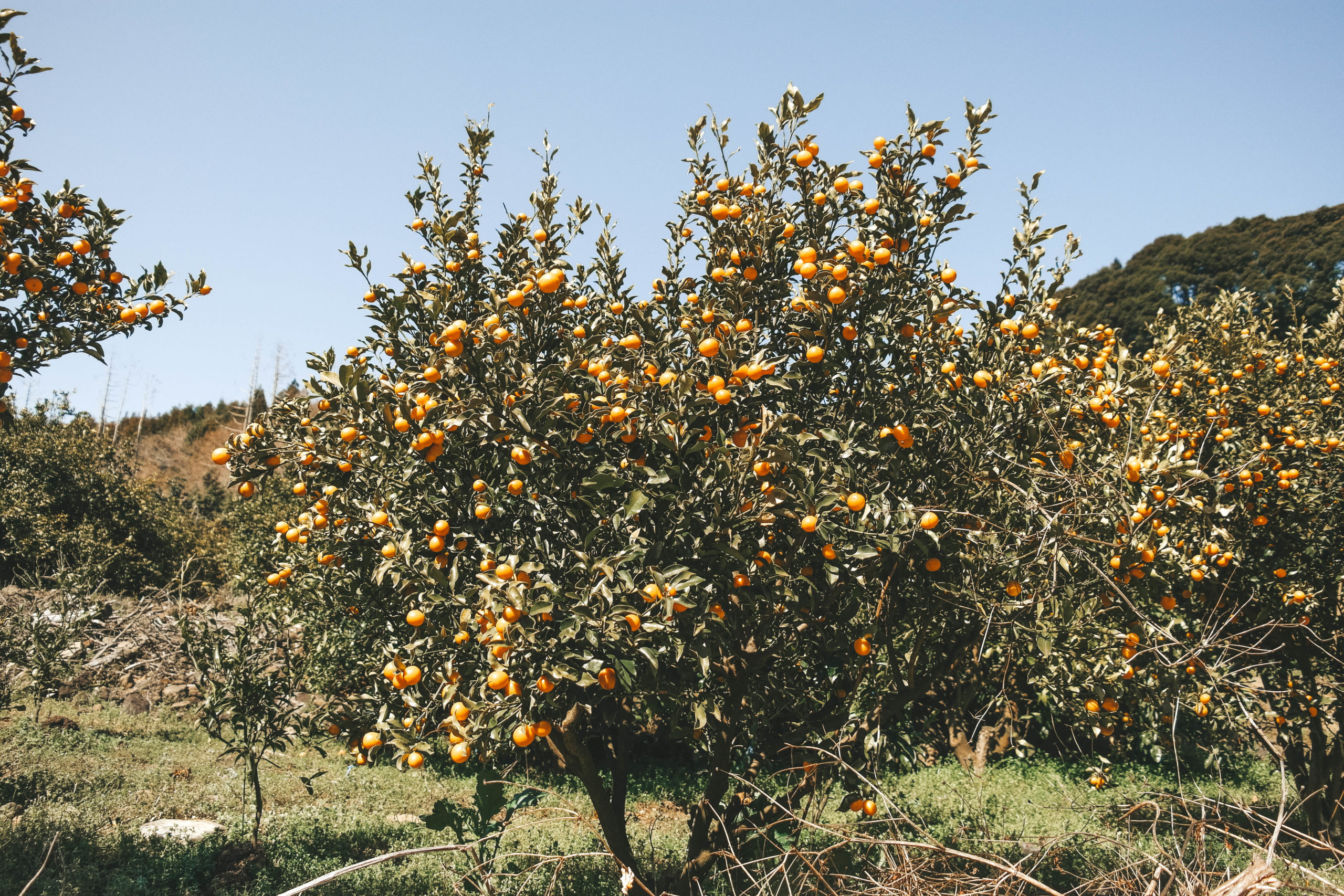 Bong Bong Tangerine Farm
